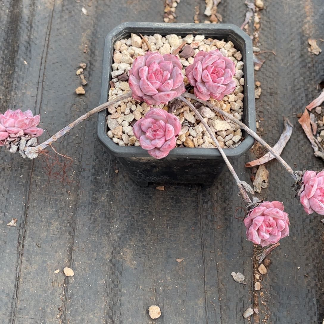 *****糖心霞光飘枝群生