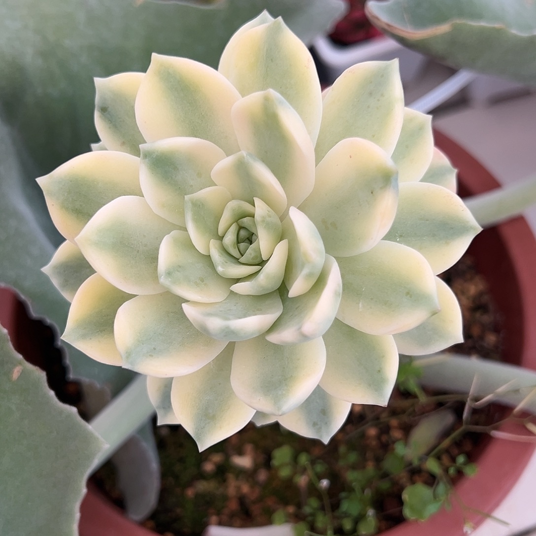 安娜玫瑰锦嫁接多肉