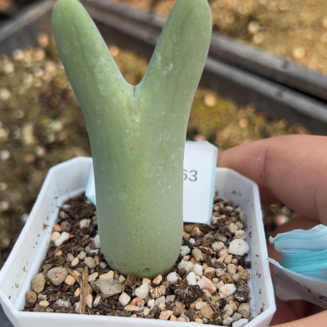 29-63肉锥多肉植物