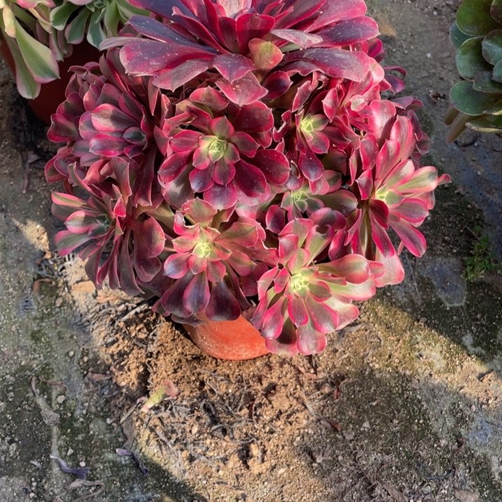 180号美杜莎多肉植物