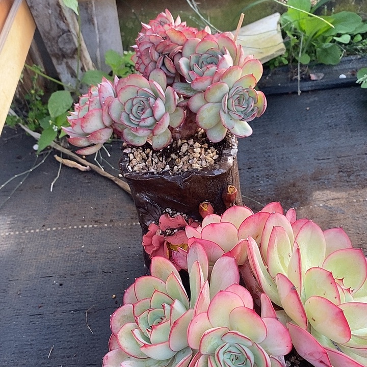 漂***瓶多肉植物肉肉植物