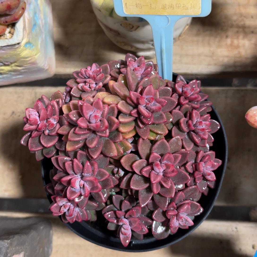 云尘多肉一物一拍410，