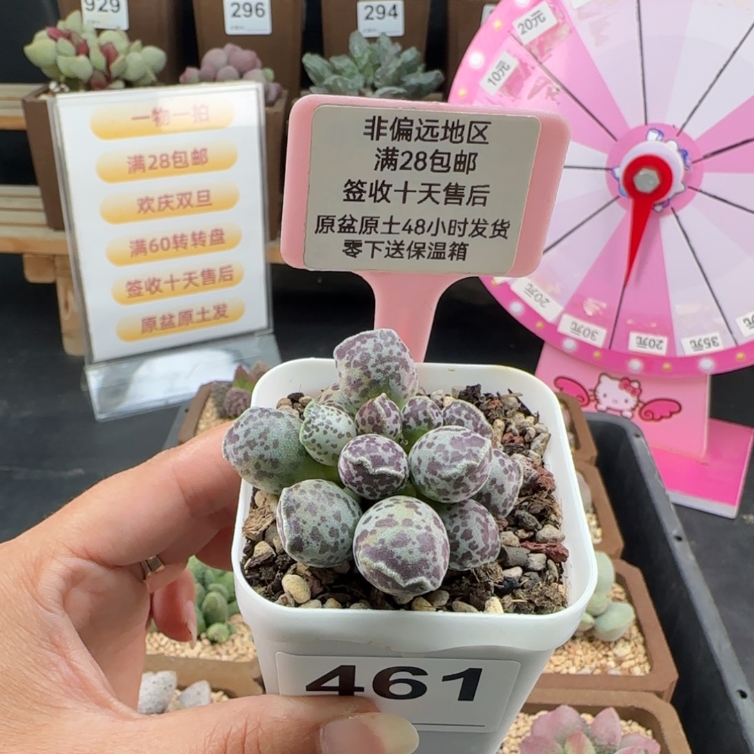461达摩海豹多肉植物