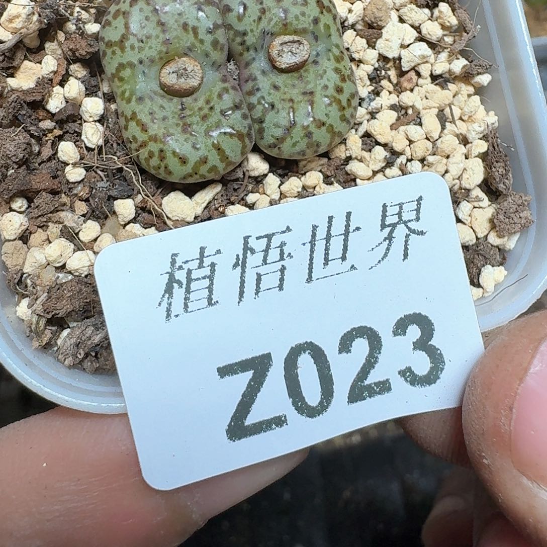023盒多肉植物哇cv