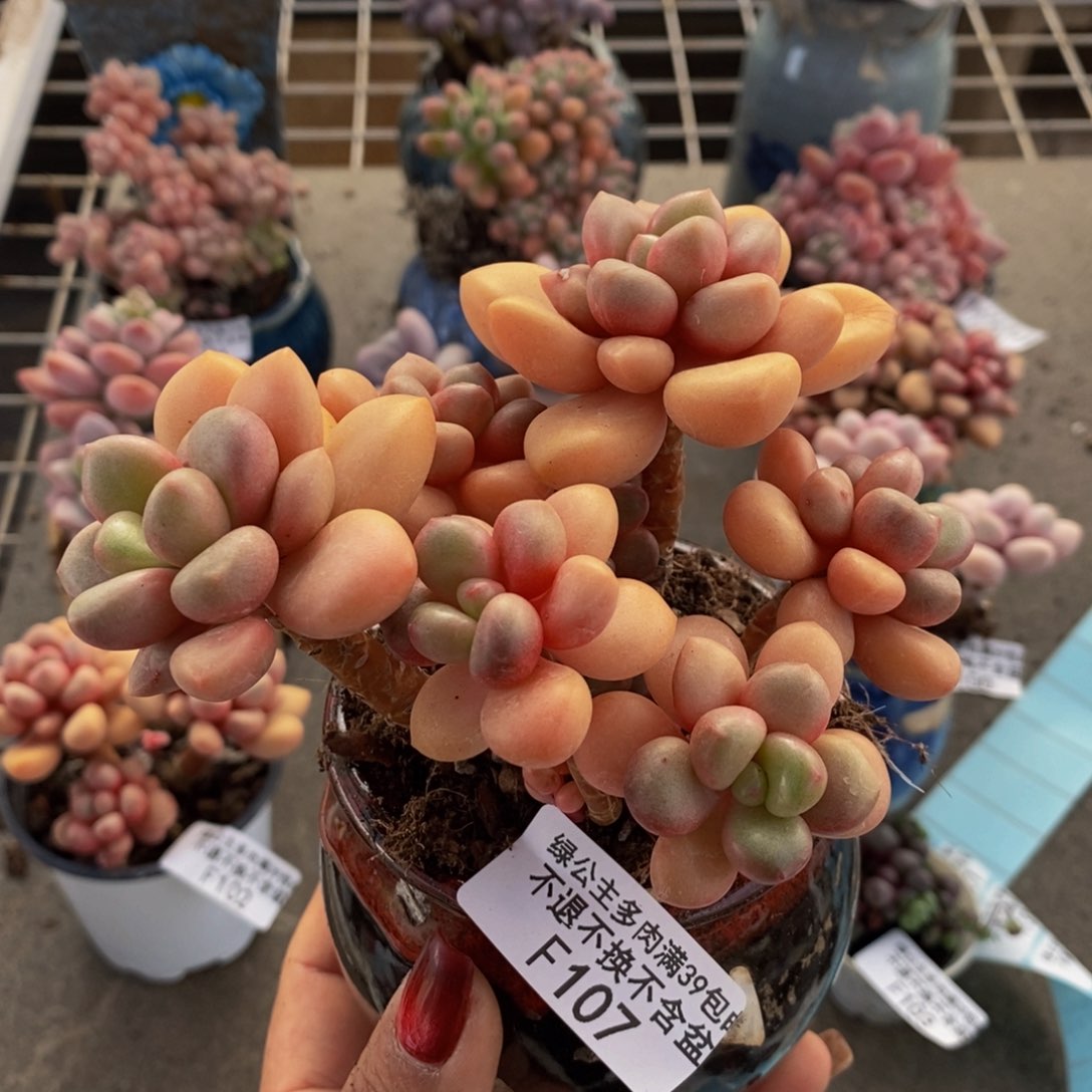 先锋派107/10c m福利