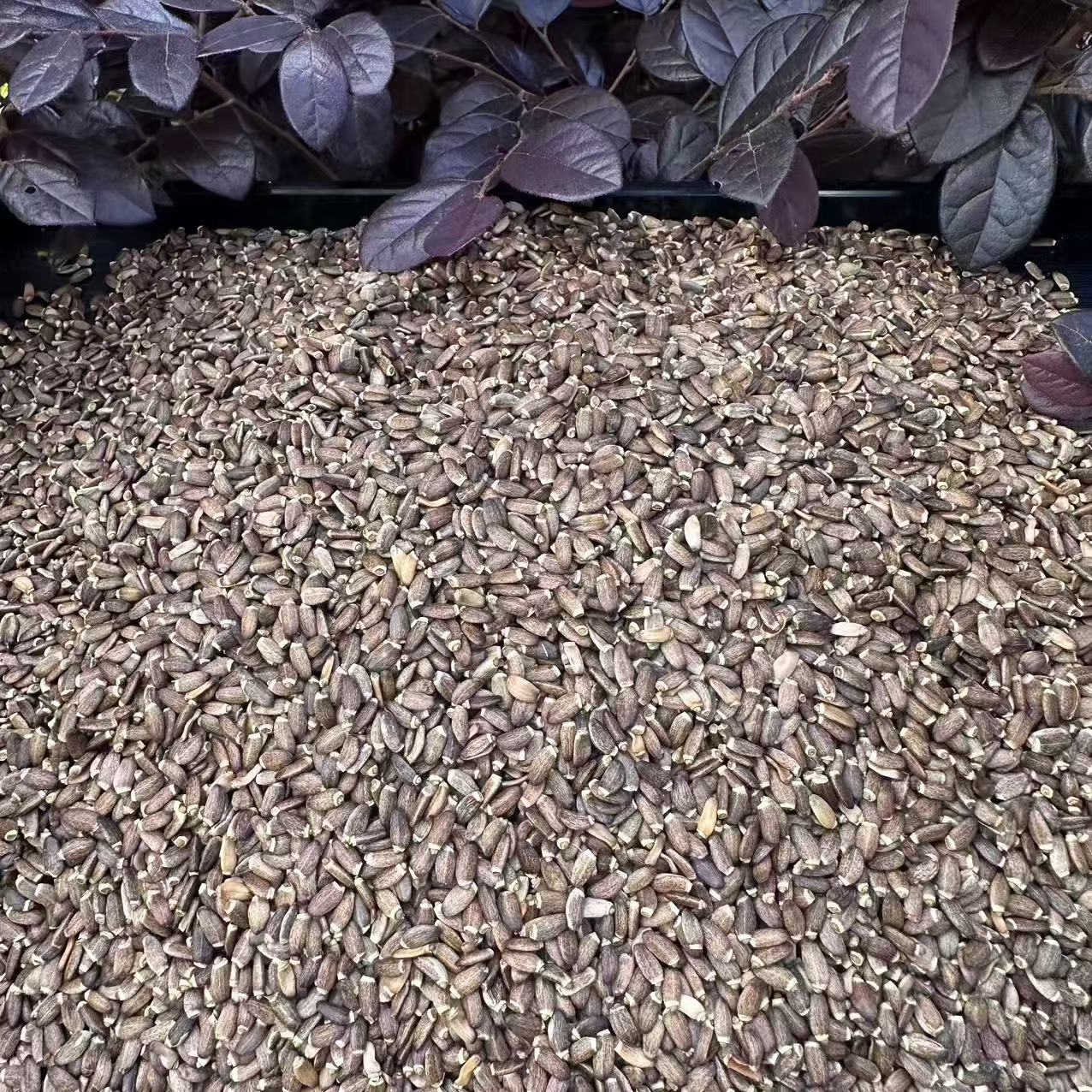 A【水-飞-蓟】净含量：250g-500g【晶晶现收】