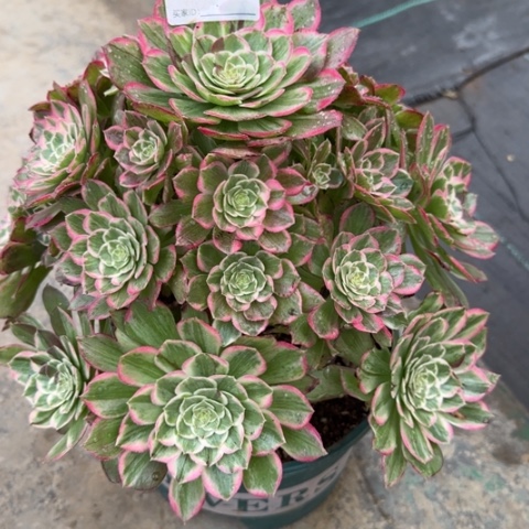 804莲花25厘米左右