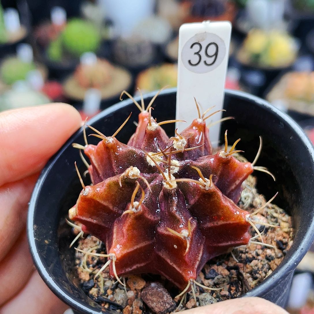 非偏远地区满25裸根发货仙人球