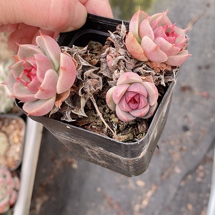 l**a2多肉植物老桩11