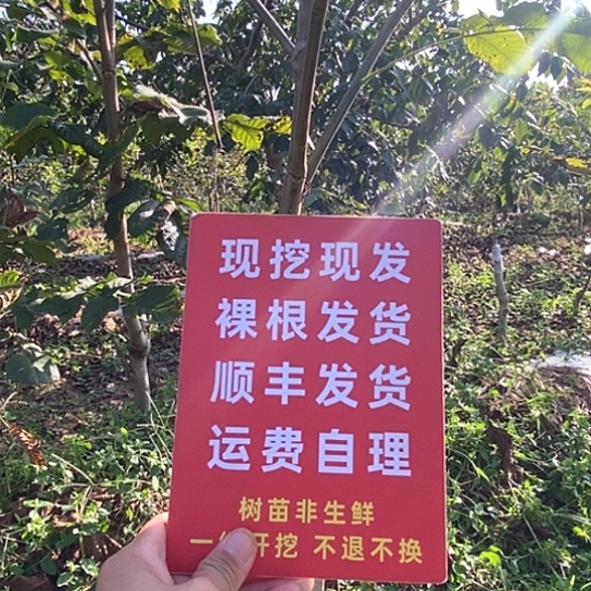 茫****吊坠文玩核桃蛤蟆头顺丰到付两颗