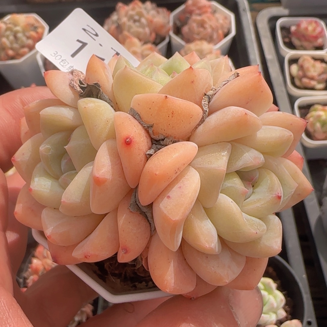 干冰三头一颗脱土发货