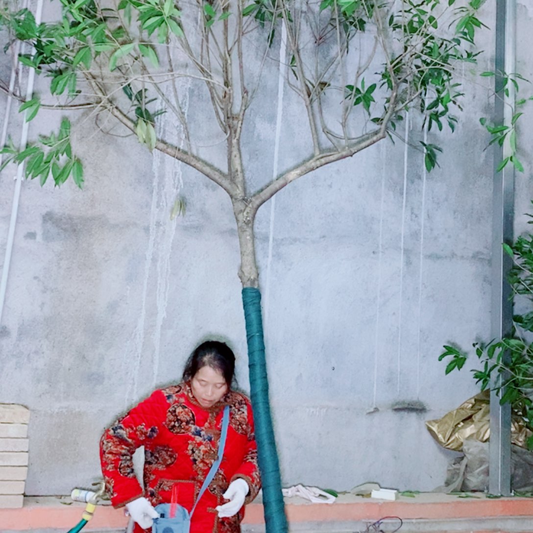 8***s完全开放9/10左右金桂