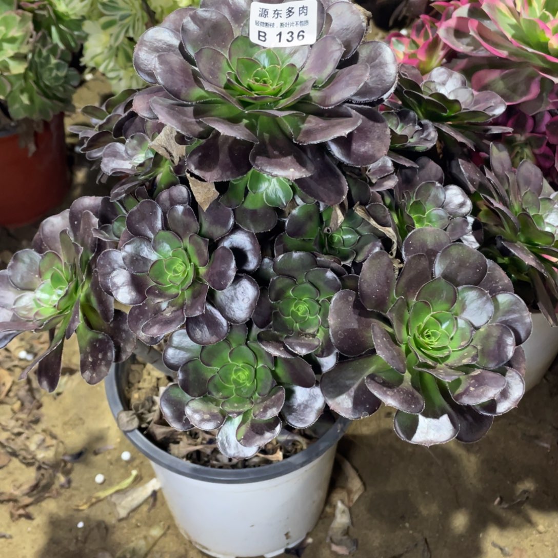 136黑豆多肉法师断枝不包