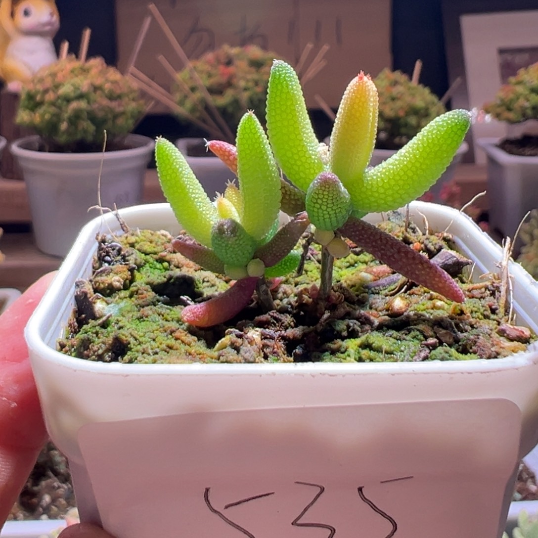 535玉米锦一物一拍包开箱