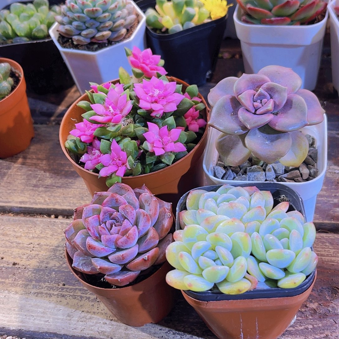 吹雪。 紫乐。阿尔巴。冰玉多