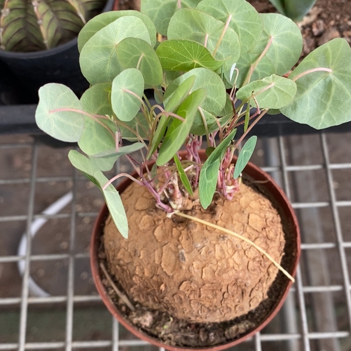 伯克利和格蕾特等人