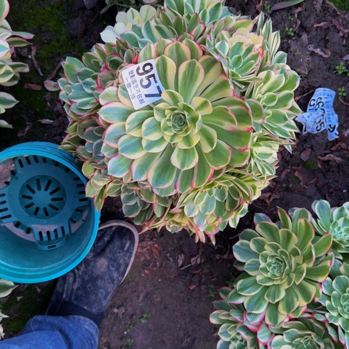 海王花27-18包邮花花