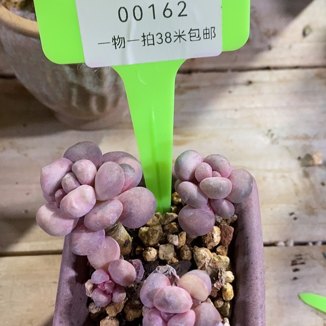 00162本级烧烤小雨咯烤鱼