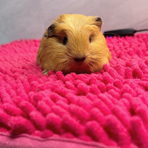 奶黄加州冠毛荷兰猪妹妹