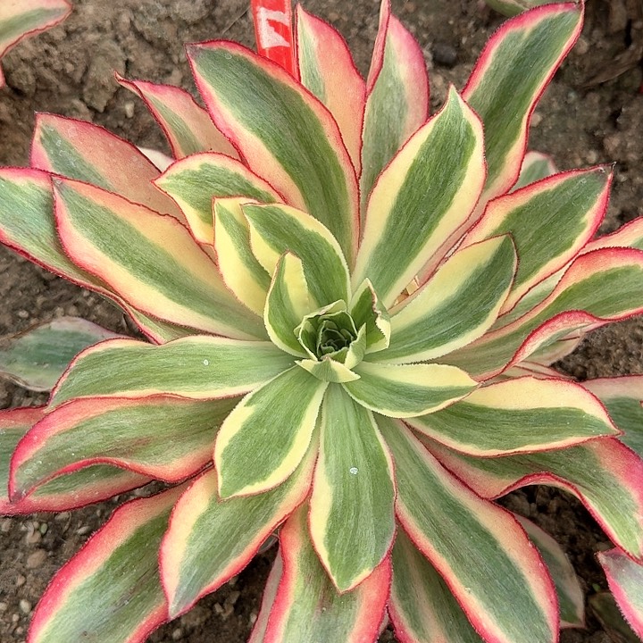 2-197魅影多肉法师