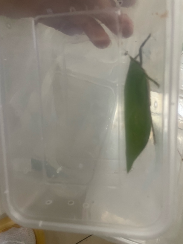 鸣虫素贝盒子（到货12小时之内拍开箱视频，12小时以后不售后）