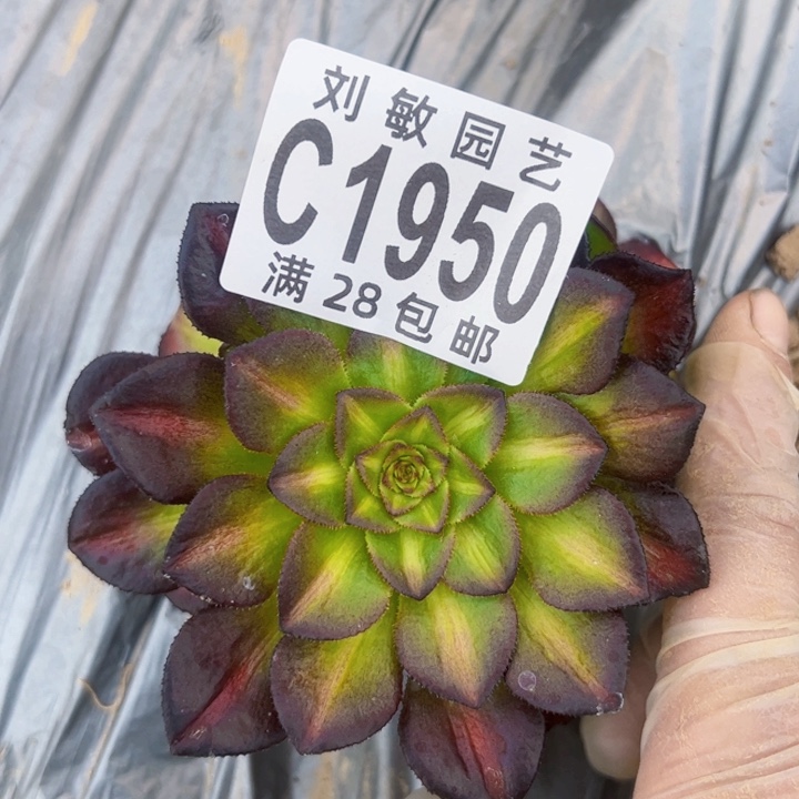 1950多肉植物法师海王7彩