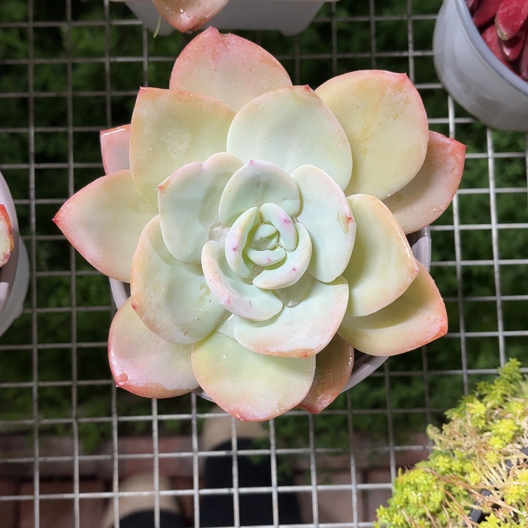 奶茶大单头12㎝盆参考