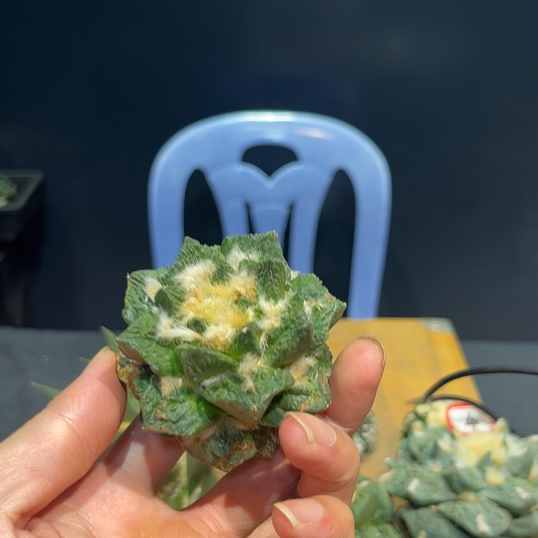 11号自根微损龙角