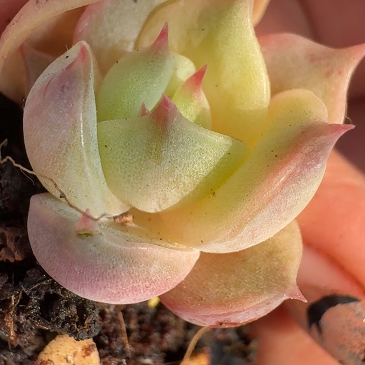 贝加尔湖覆轮一物一拍1