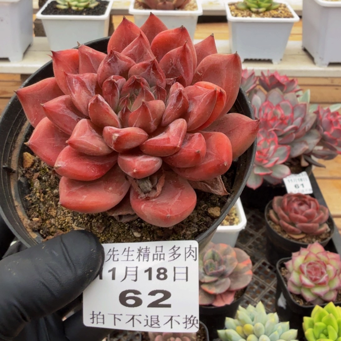 1118-62卡比兽单头