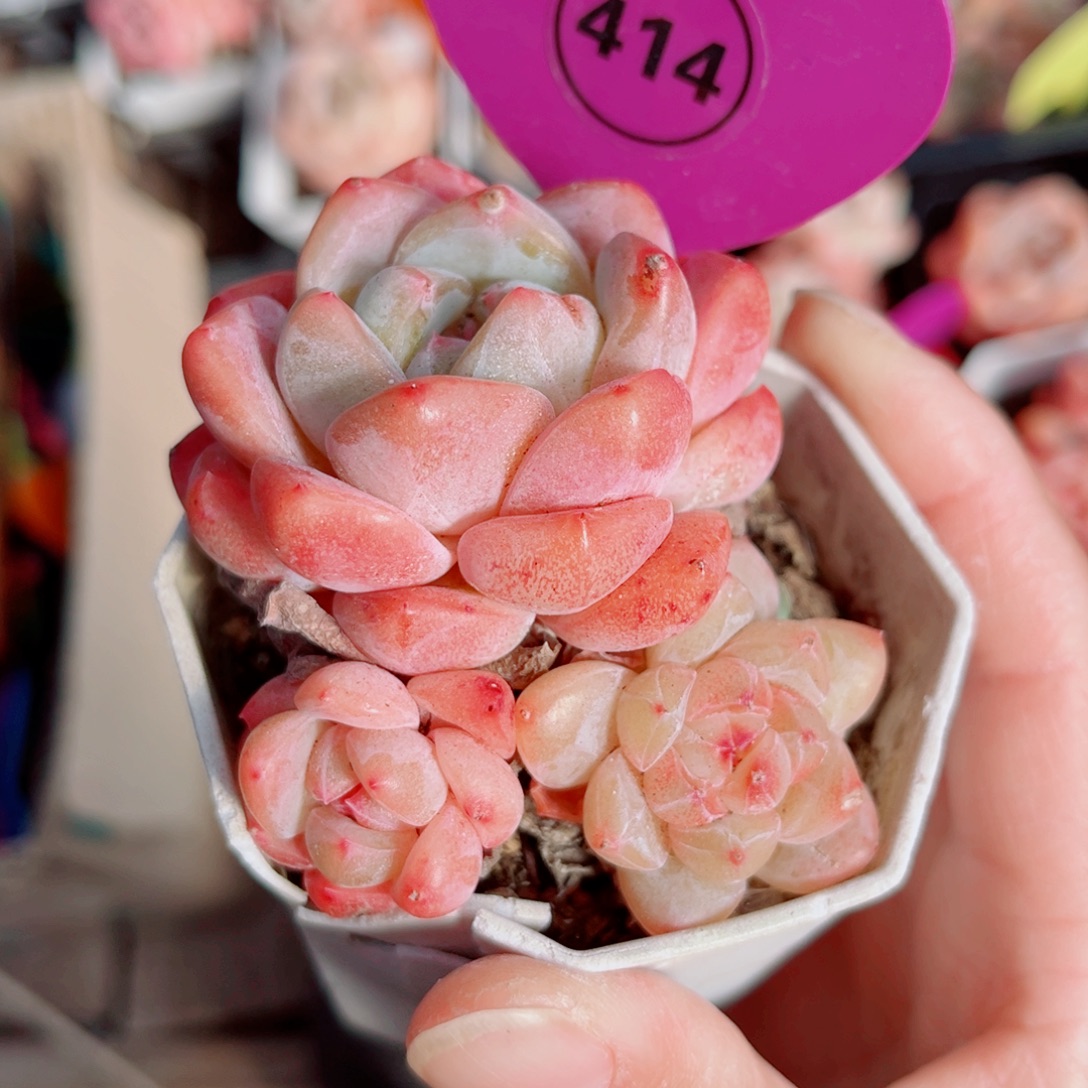 414号小老桩糖心群