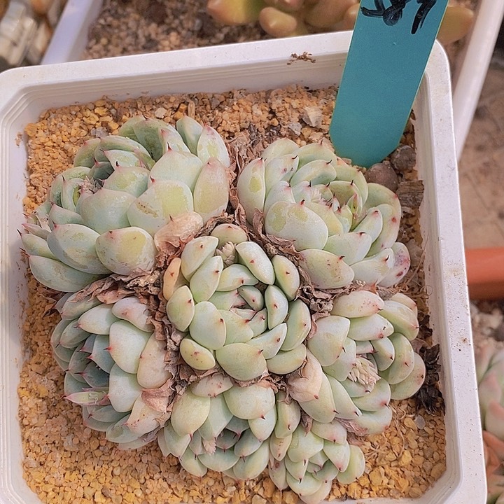 飞*587多肉植物老桩
