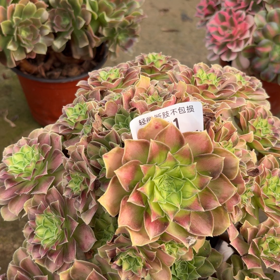 @***@731韶华多肉植物法师