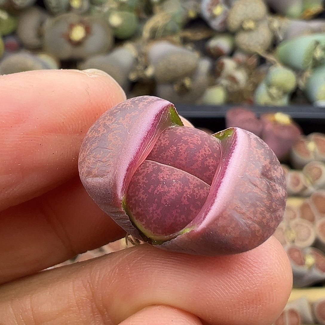 626纯岛田酒红福利11111