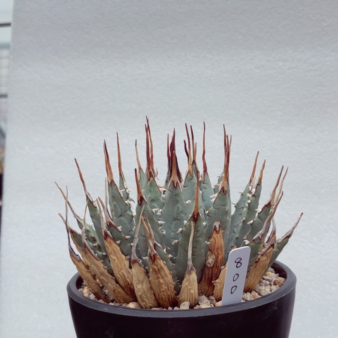 【闪购商品】西*?11111111