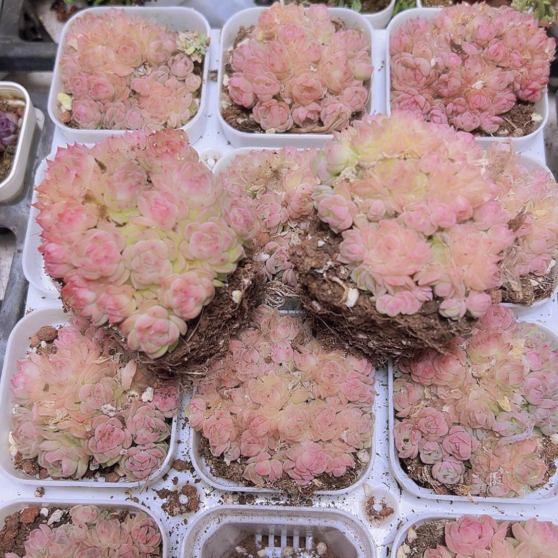 粉麦秆超多头19包邮