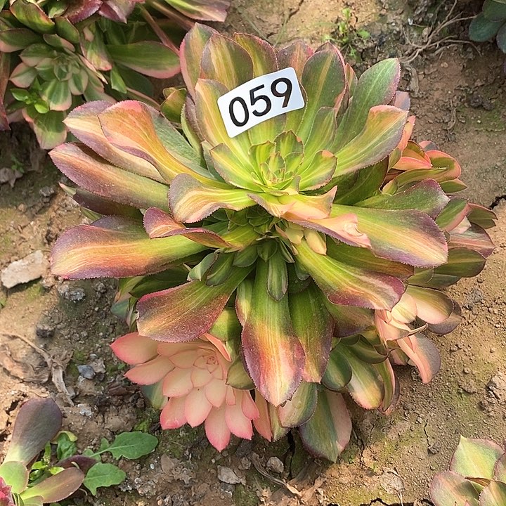 多肉植物法师59流星雨