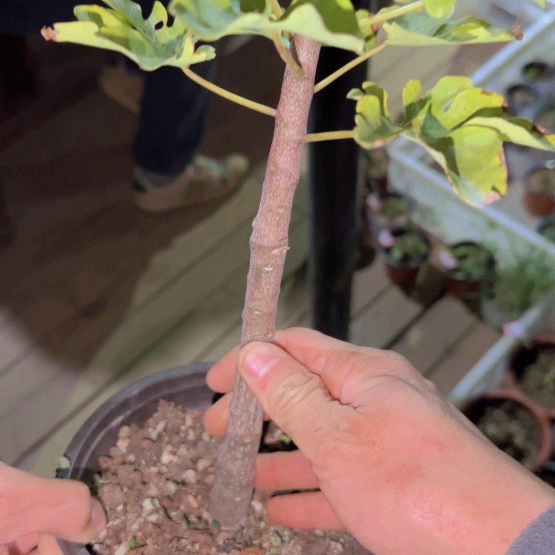 超****块根植物块根植物