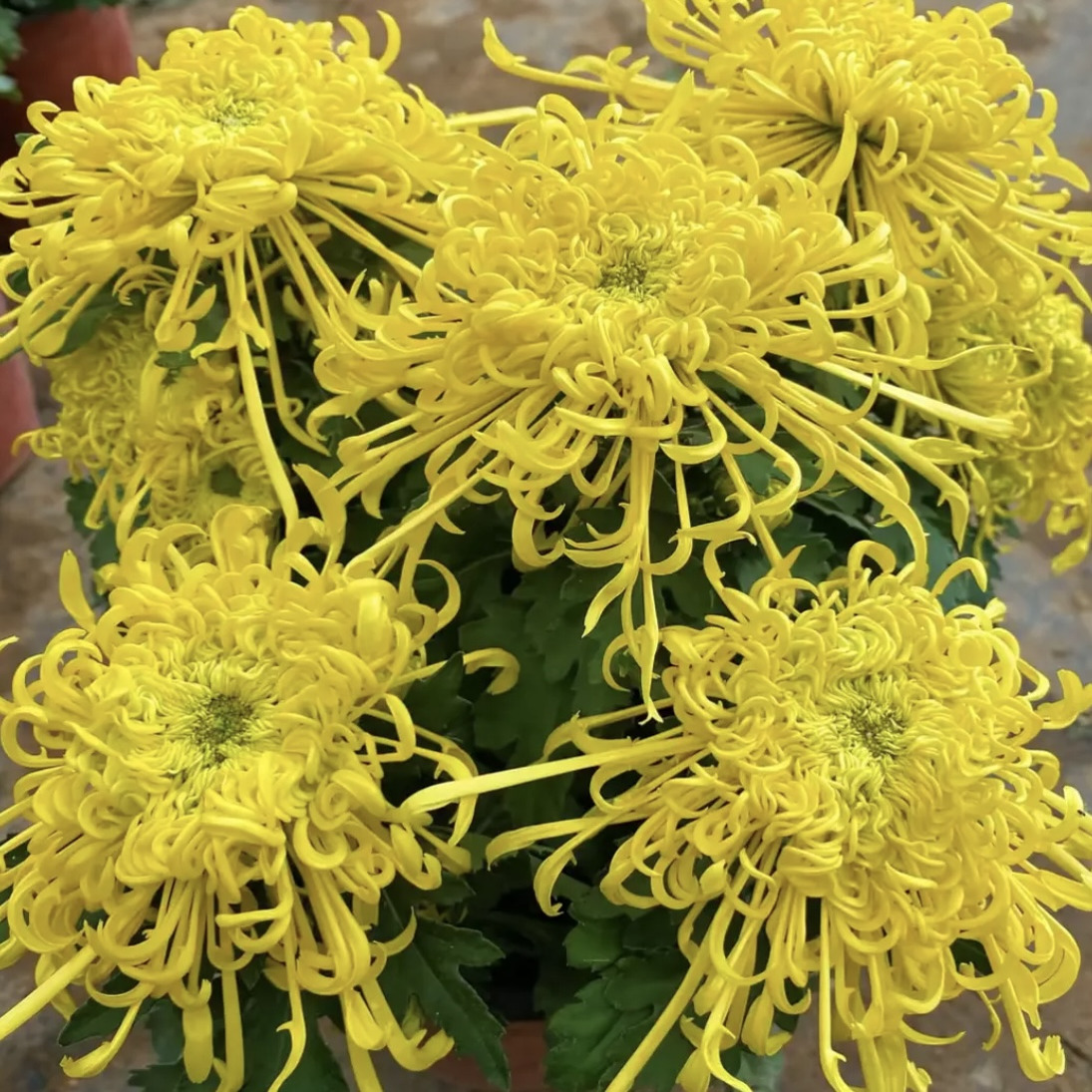 （可泡茶）麦浪黄金丝菊花九月大菊菊花苗土球发货盆栽