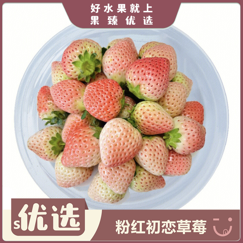 珍贵-粉红初恋草莓 份/约250g江苏省