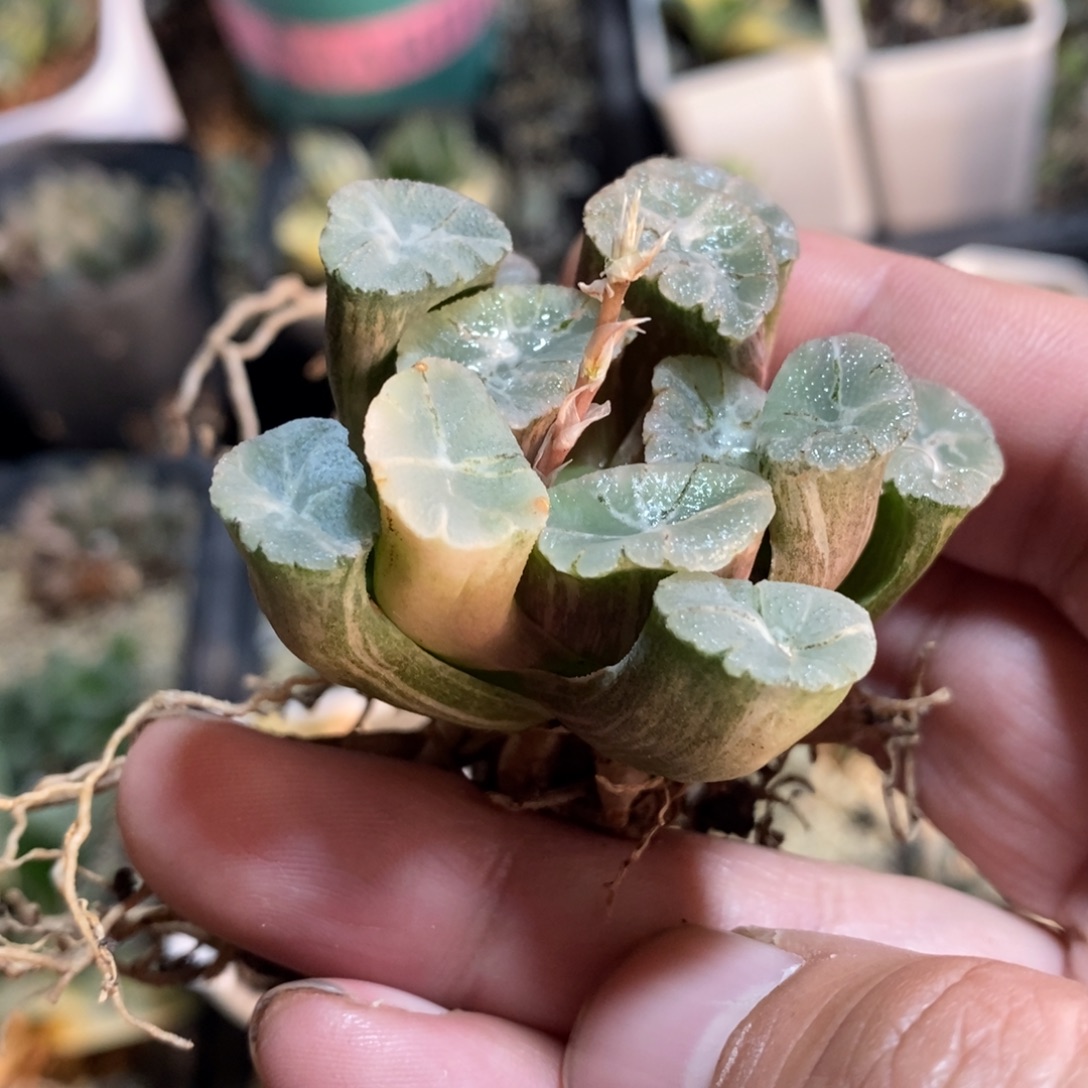 一颗万象锦 开播福利