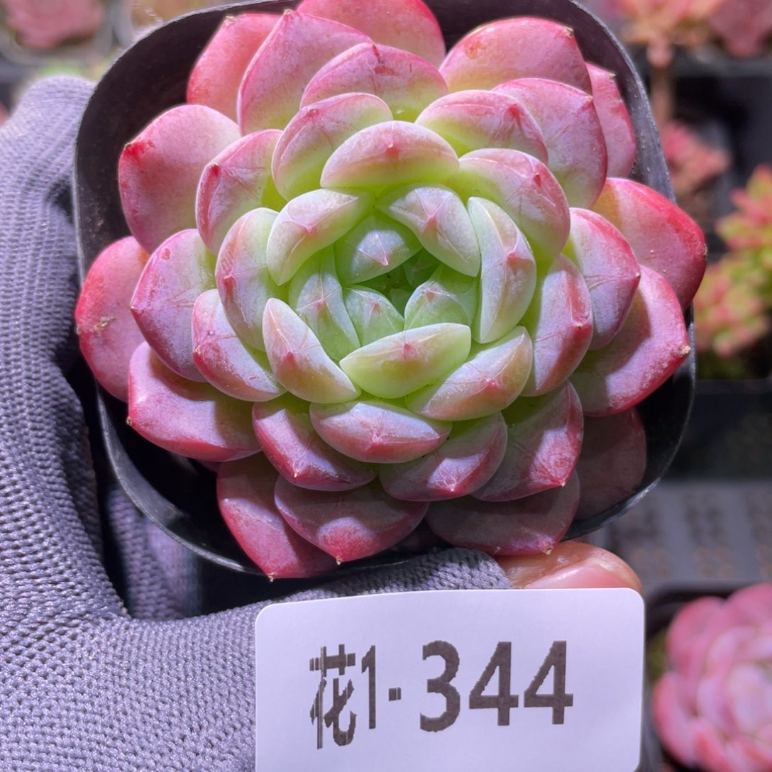 花利美1-344白桃汽水