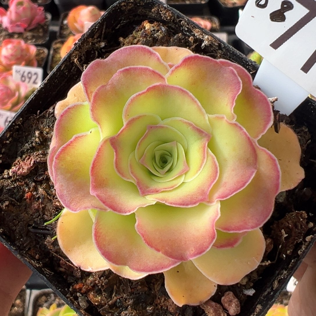 墨幽710山地玫瑰多肉