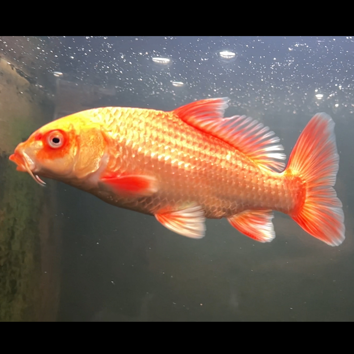 只有红色蝴蝶鲤苗