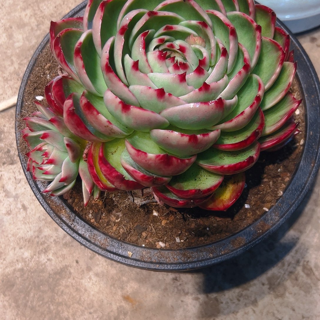 天***亿惊鸿多肉346798765432