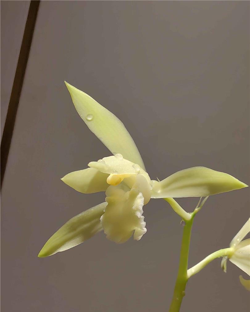 白玉素-蕙兰经典素花天花板 浓香 好养易活 防辐射