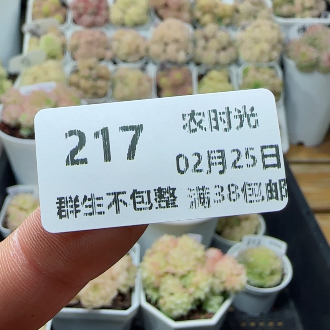 【闪购商品】0225-217麦杆专拍