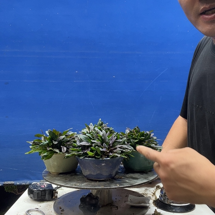 无花朵12546555555