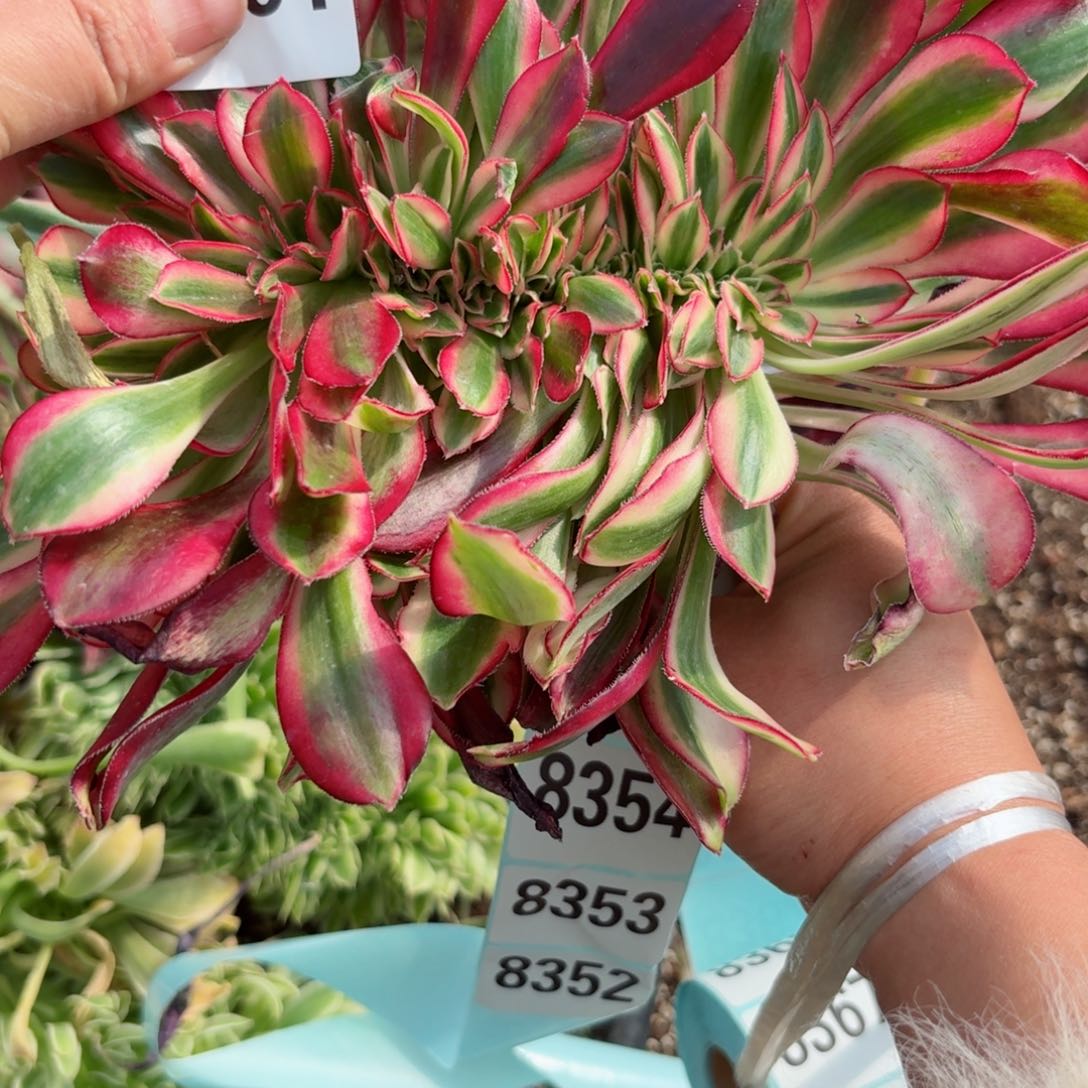 我8351 号多肉法师新年特价没有根