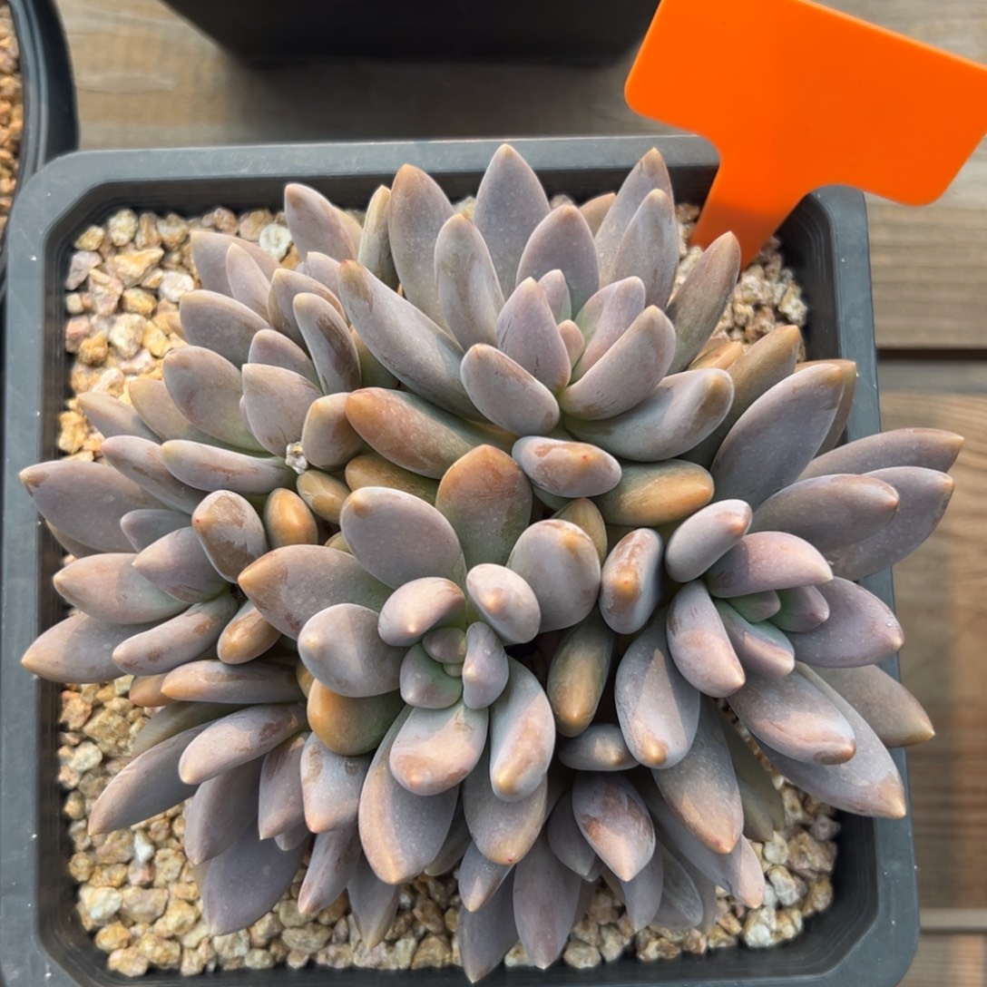 黑加仑11111111111-